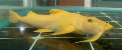 gucci catfish|albino goonch catfish.